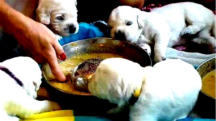 best dog food for 3 week old puppies