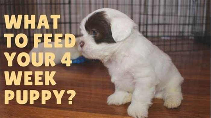 best dog food for 4 week old puppies