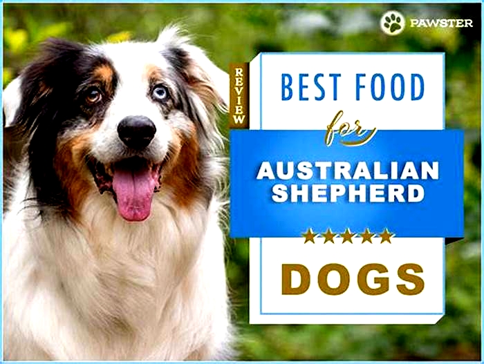 best dog food for australian shepherd puppies