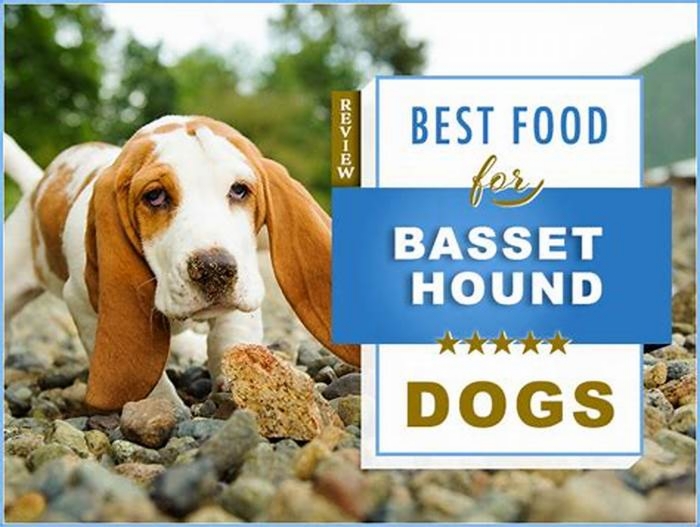 best dog food for basset hound puppies