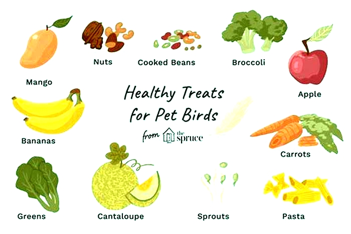 best dog food for bird dogs