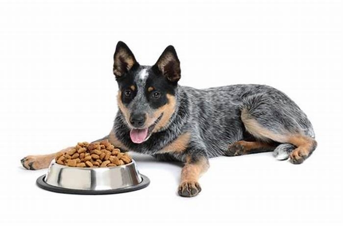 best dog food for blue heeler puppies