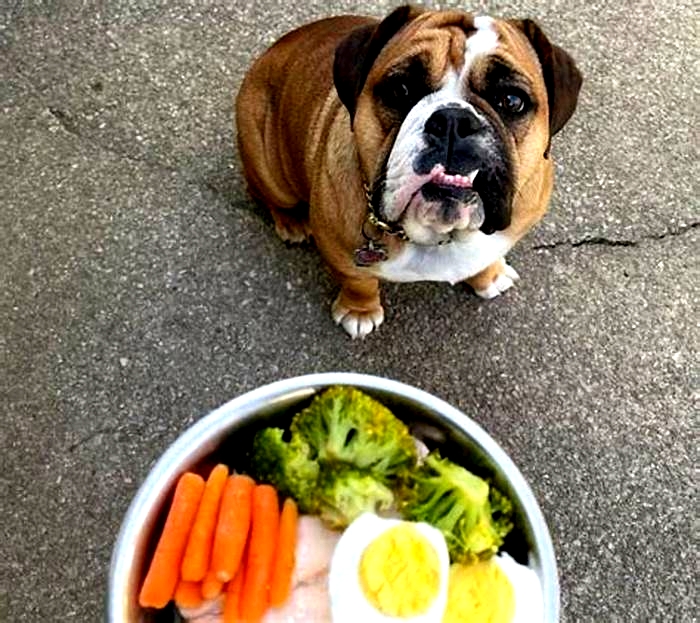 best dog food for bulldogs