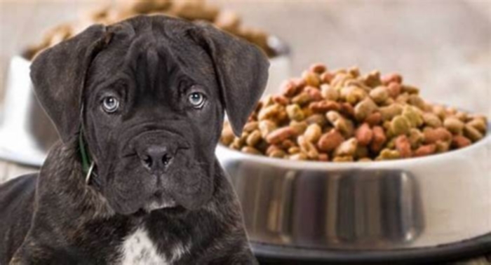 best dog food for cane corso puppies