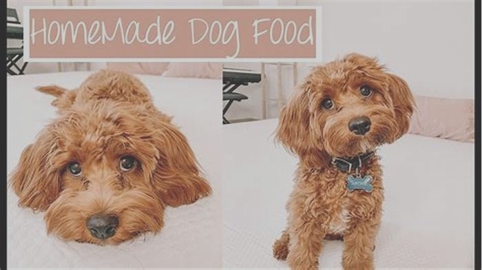 best dog food for cavapoo puppies