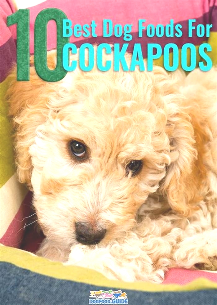 best dog food for cockapoo puppies