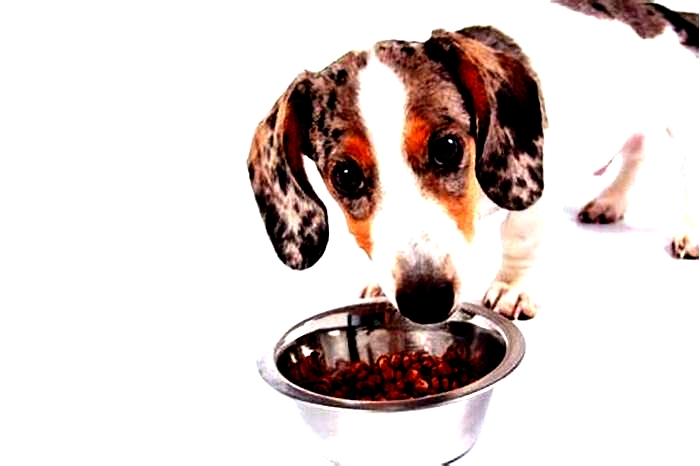 best dog food for dachshund puppies