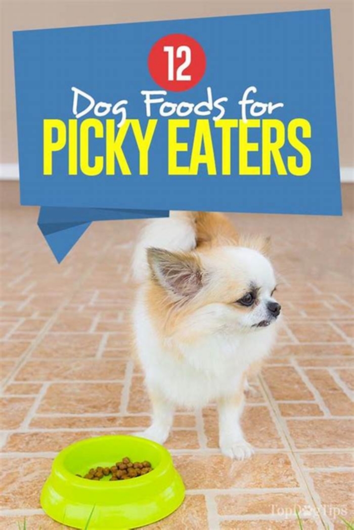 best dog food for dogs that are picky