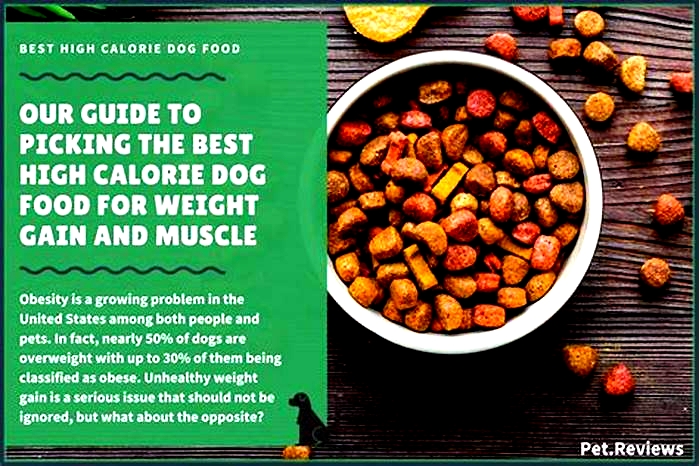 best dog food for dogs to gain weight