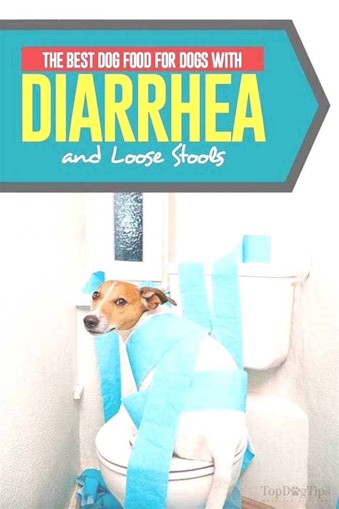 best dog food for dogs with diarrhea