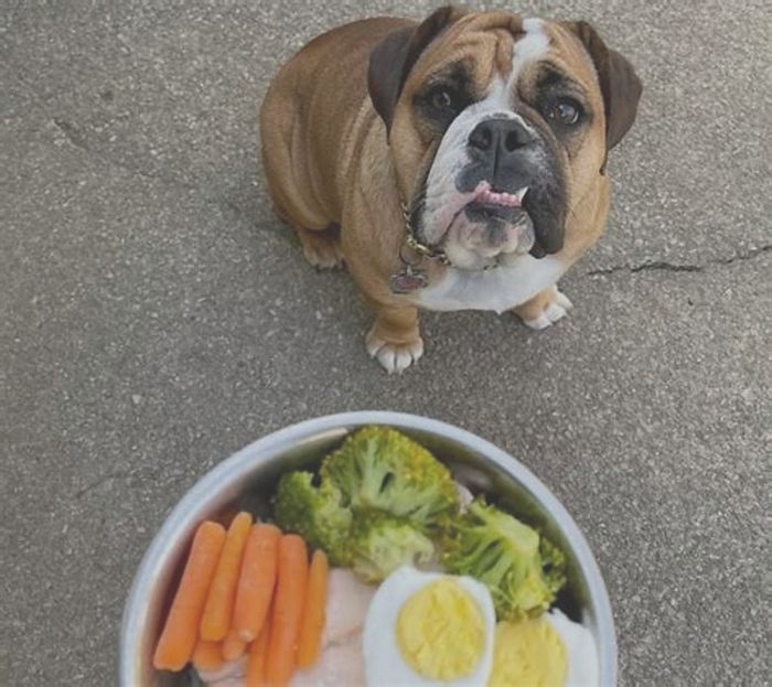 best dog food for english bulldog puppies