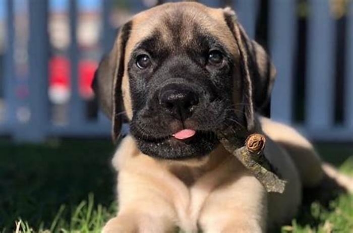 best dog food for english mastiff puppies