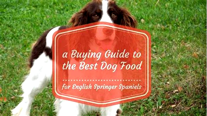 best dog food for english springer spaniel puppies uk