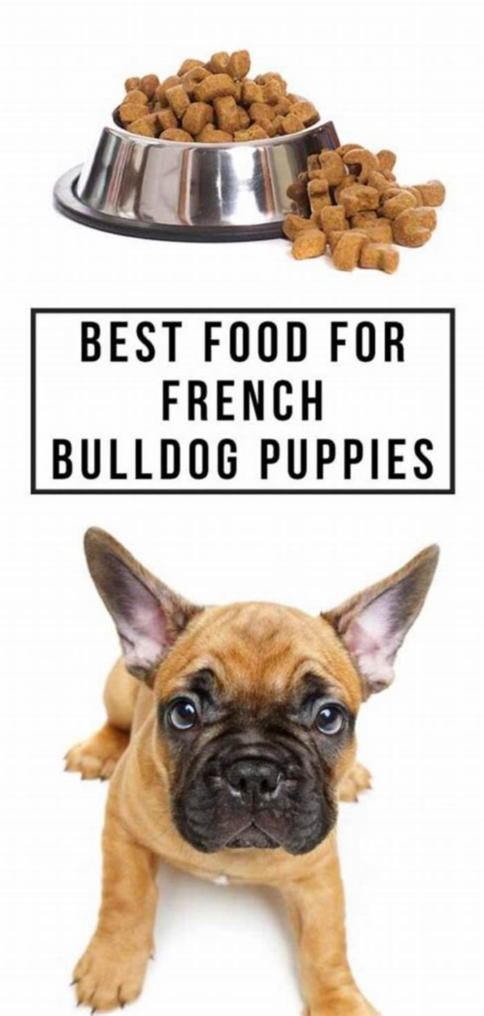 best dog food for french bulldog puppies uk