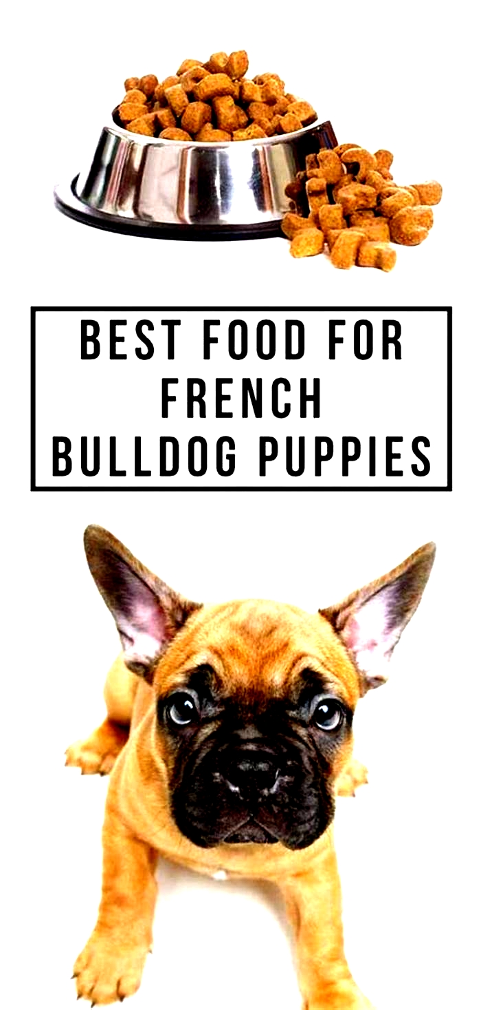 best dog food for french bulldog puppies