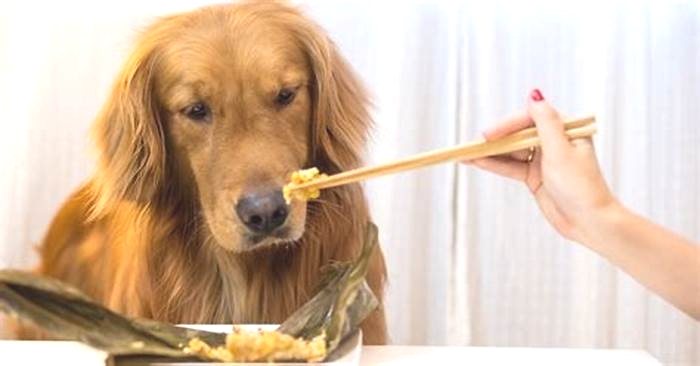 best dog food for golden retriever puppies