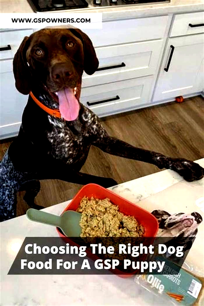 best dog food for gsp puppies