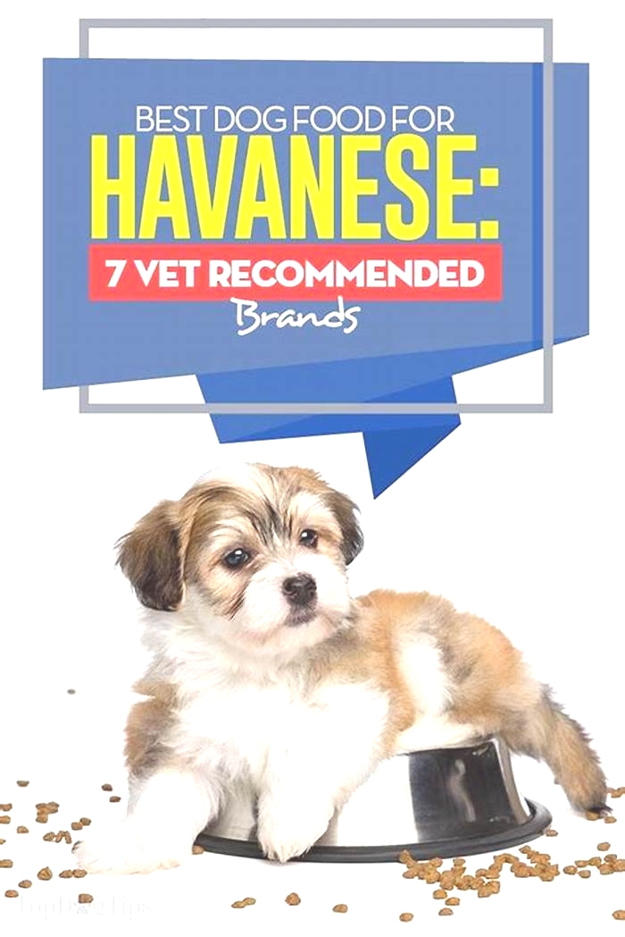 best dog food for havapoo puppy