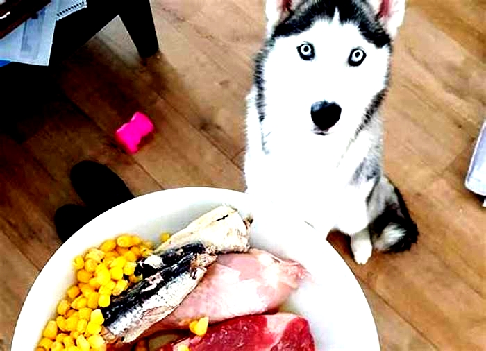 best dog food for husky puppies