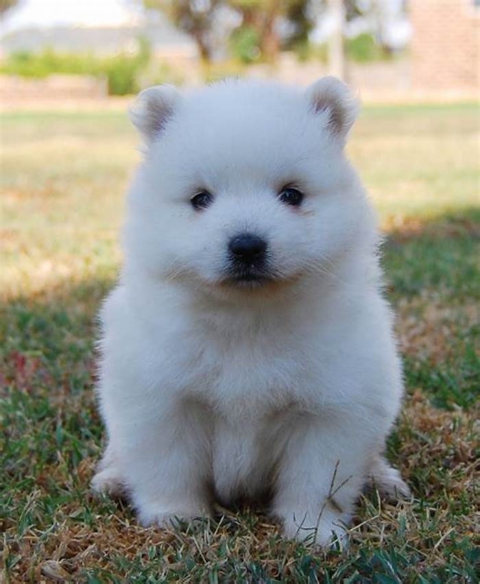 best dog food for japanese spitz puppy