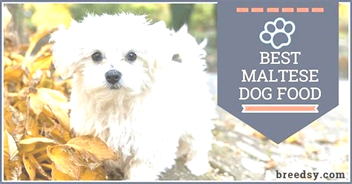 best dog food for maltese puppy philippines