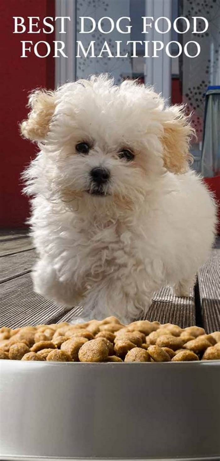 best dog food for maltipoo puppies