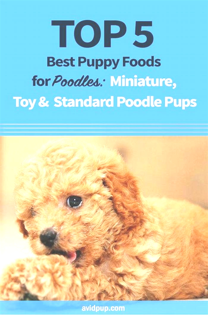 best dog food for mini poodle puppies