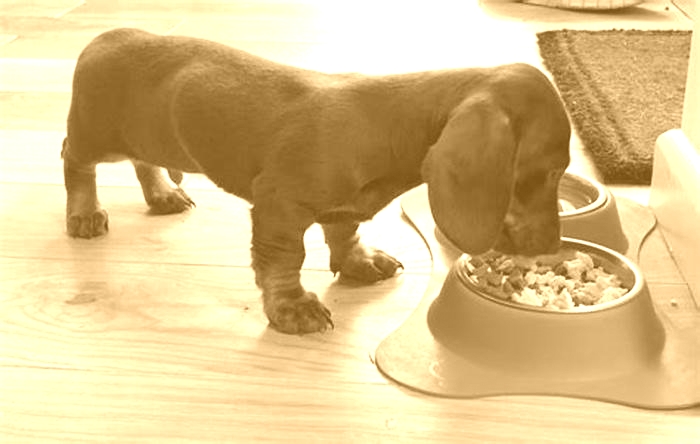 best dog food for miniature dachshund puppies