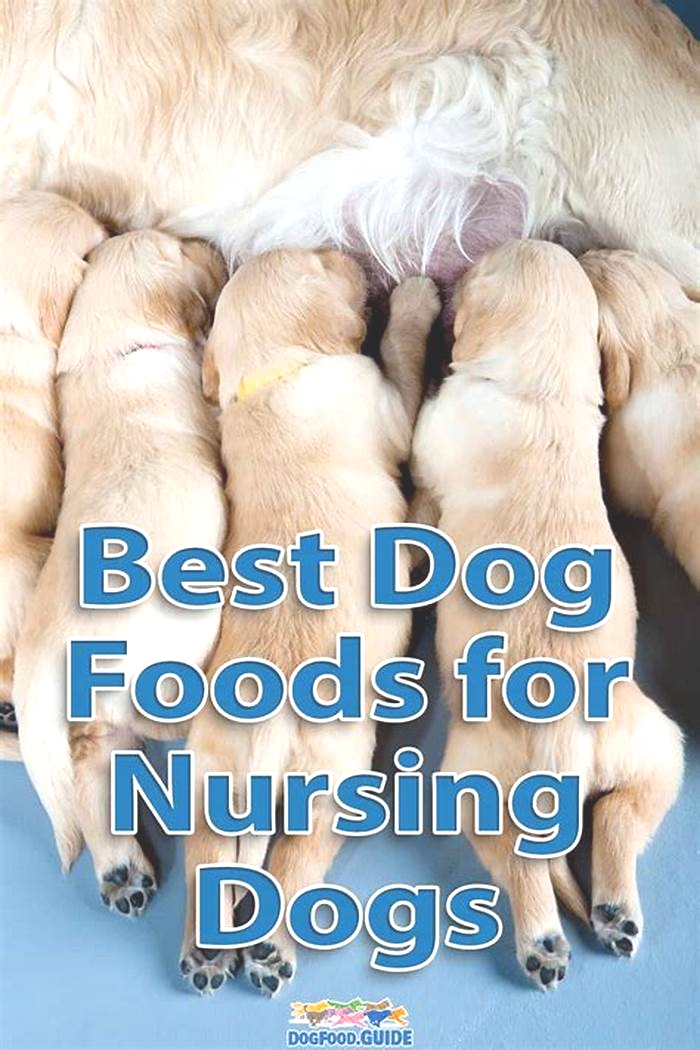 best dog food for nursing dogs