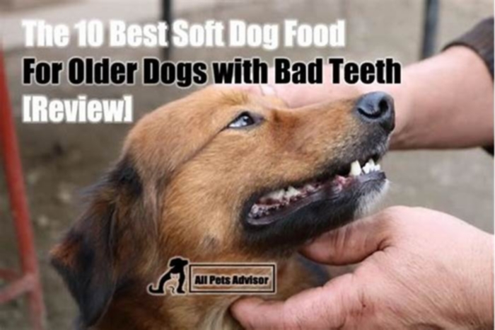 best dog food for older dogs with bad teeth