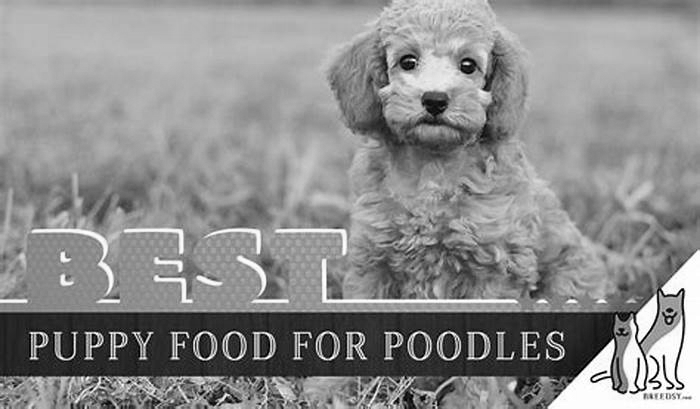 best dog food for poodle puppies