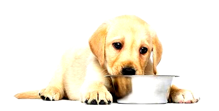 best dog food for puppies experts fifi beaumonts