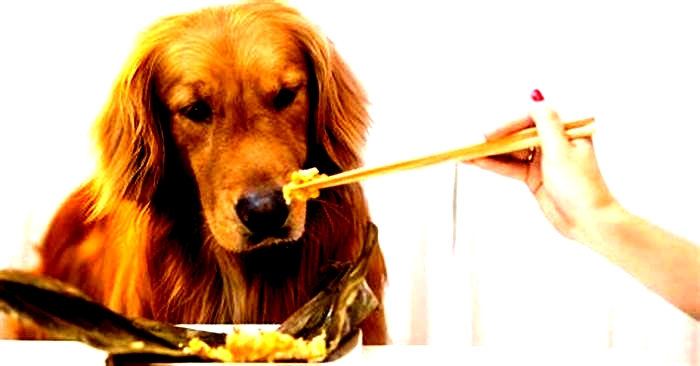 best dog food for puppies golden retriever