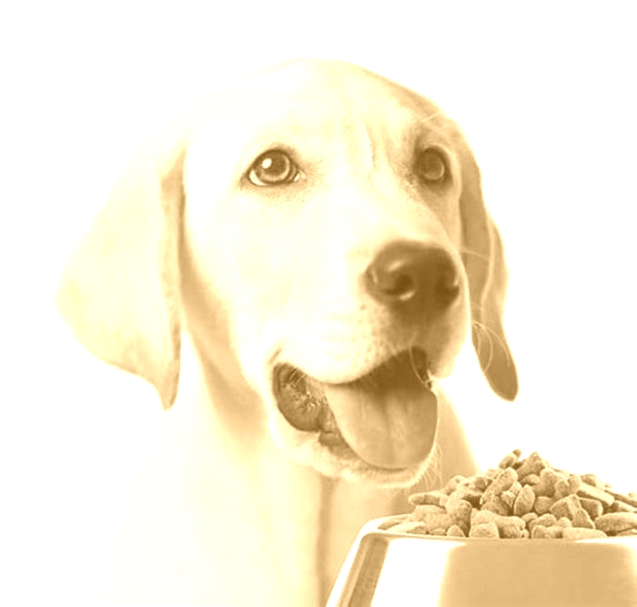 best dog food for puppies labrador