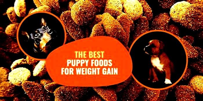 best dog food for puppies to gain weight