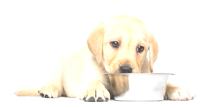 best dog food for puppies