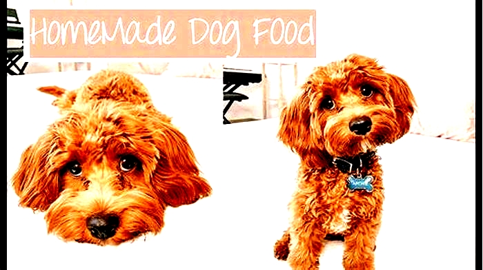 best dog food for puppy cavapoo