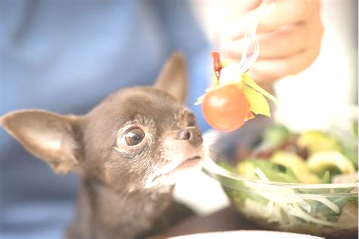 best dog food for puppy chihuahua