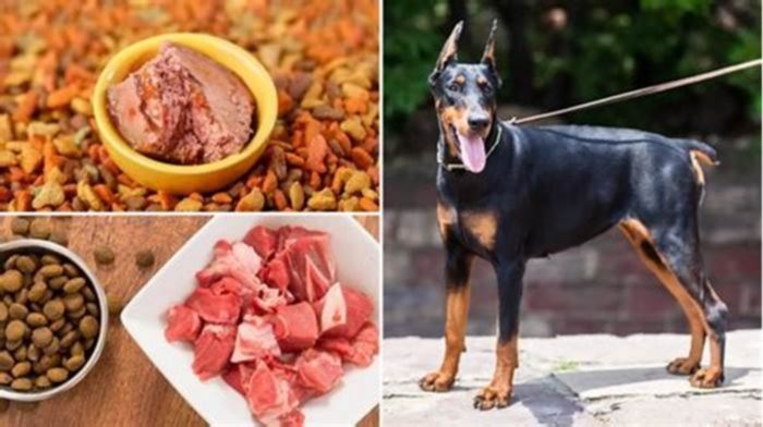 best dog food for puppy doberman