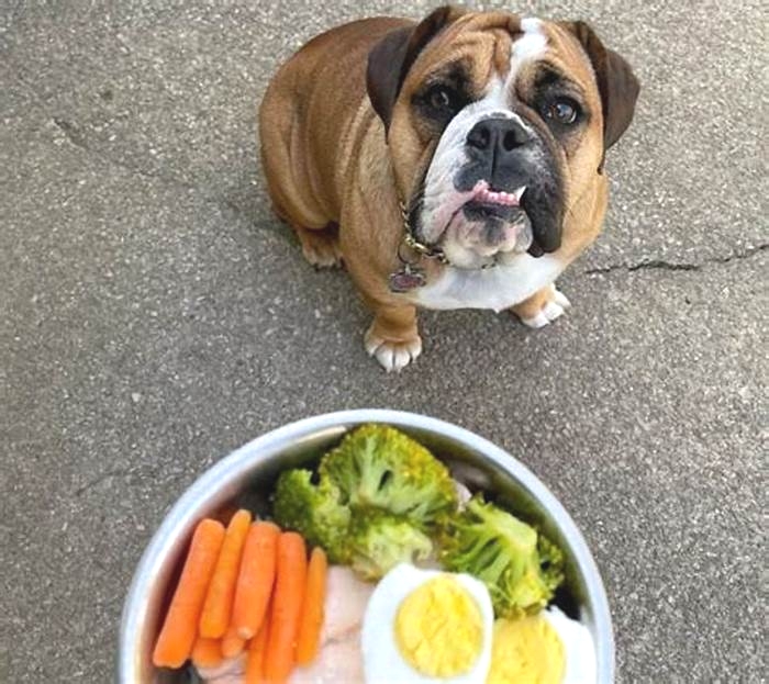 best dog food for puppy english bulldog