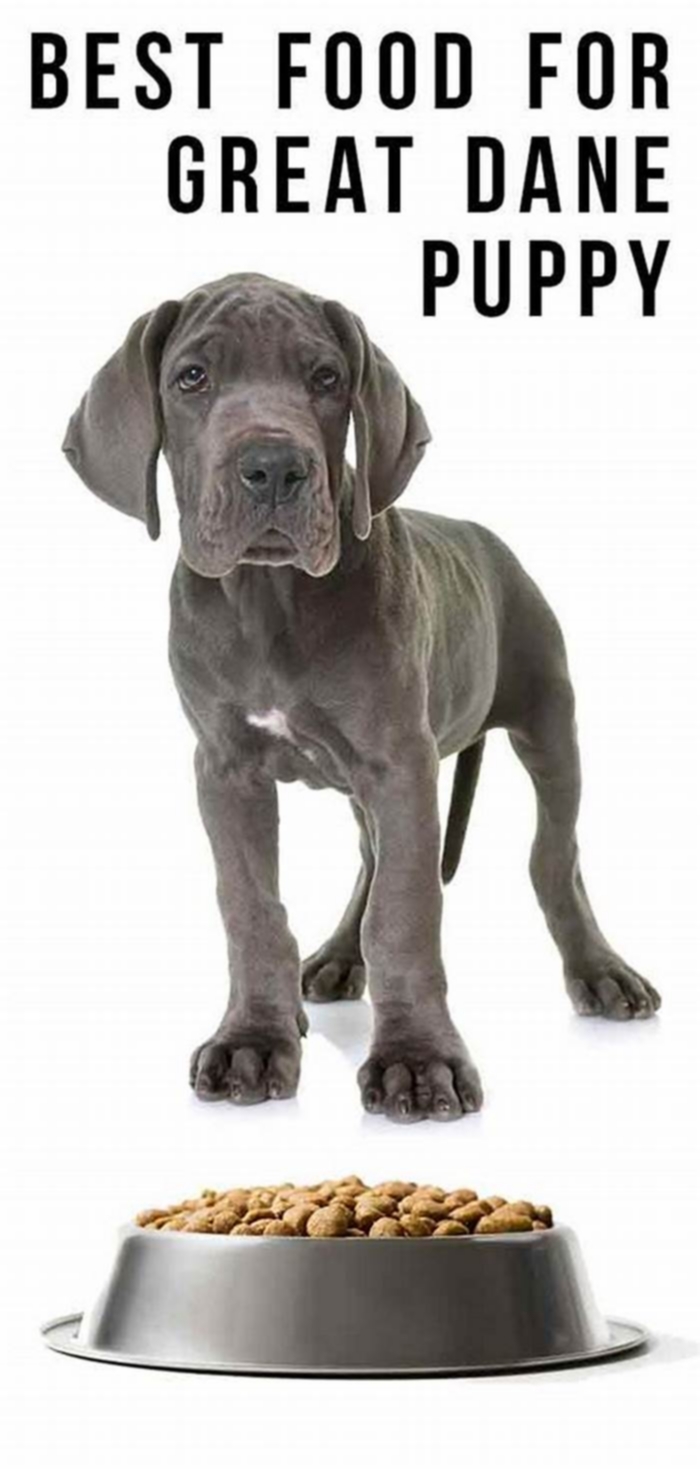 best dog food for puppy great dane