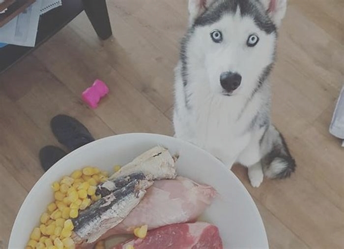 best dog food for puppy husky