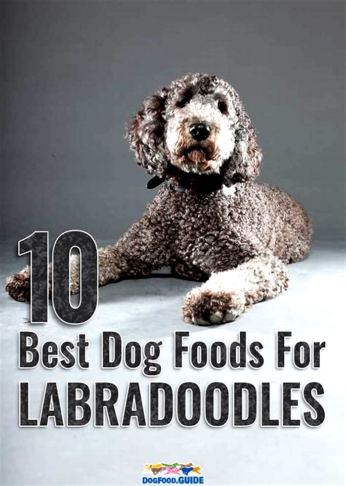 best dog food for puppy labradoodle