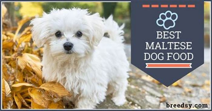 best dog food for puppy maltese