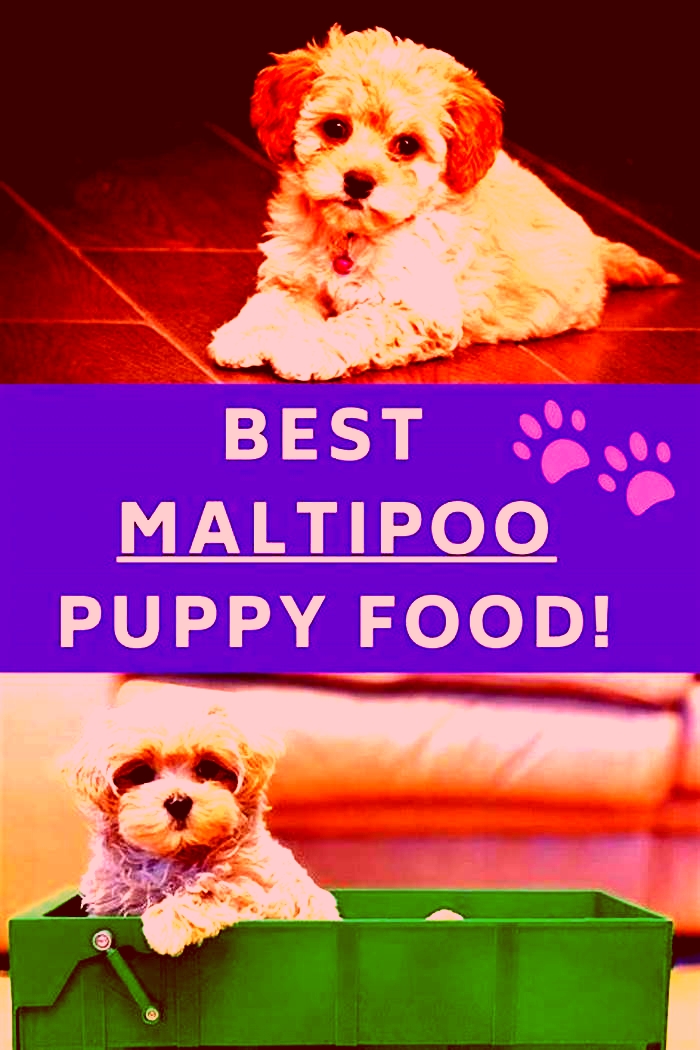 best dog food for puppy maltipoo