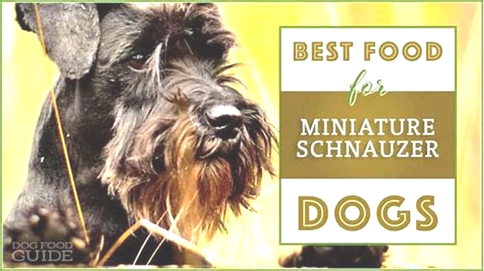 best dog food for puppy miniature schnauzer