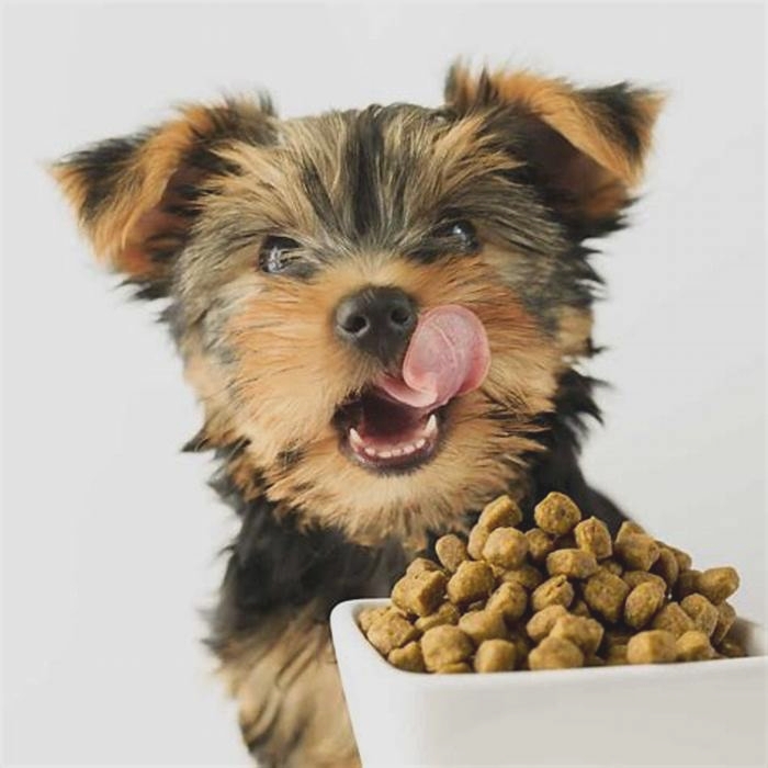 best dog food for puppy yorkie