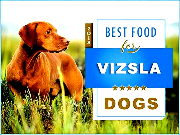 best dog food for vizsla puppies