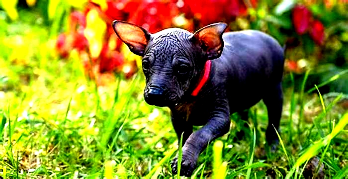 best dog food for xoloitzcuintli puppies