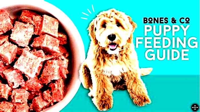 best dog food for your puppy